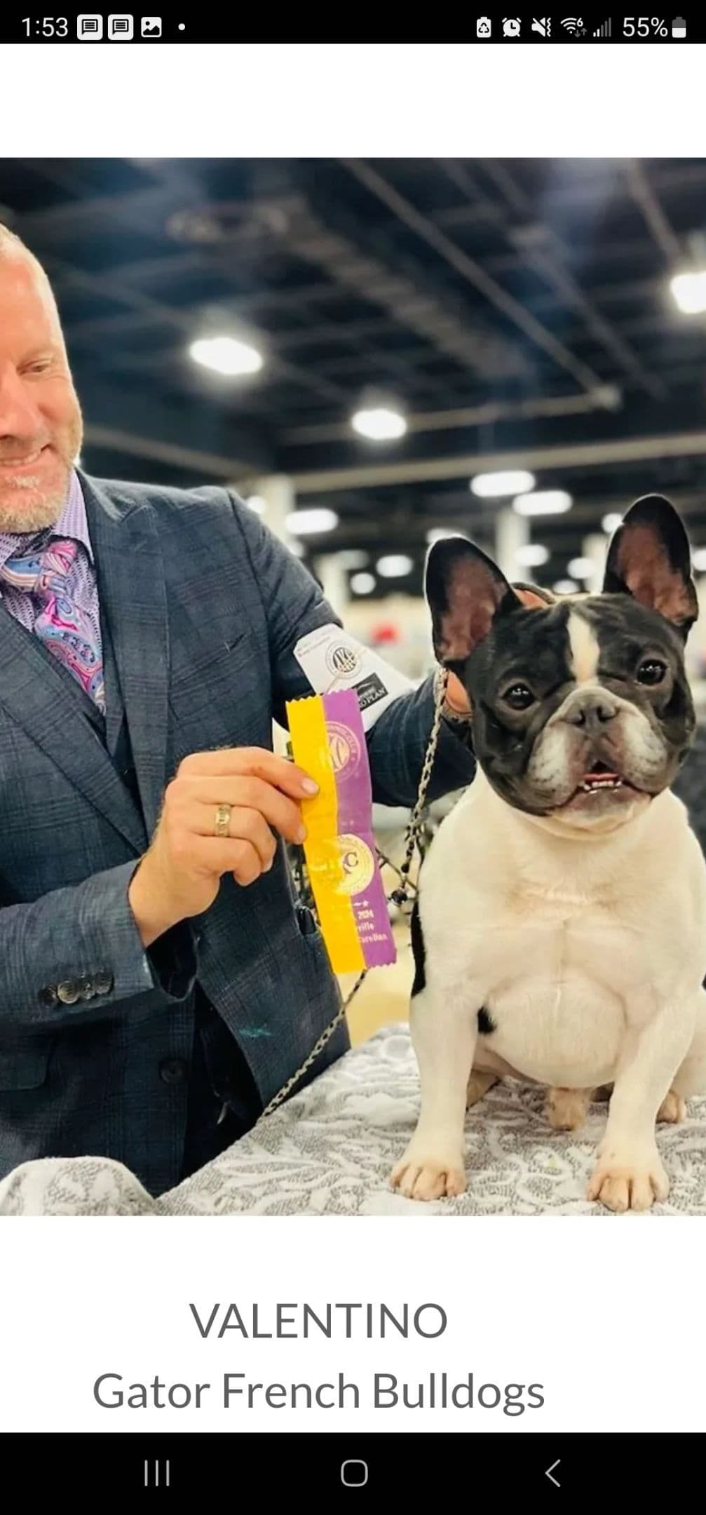 New York - 4x European Champion Sired French Bulldog Puppies breeder image 13