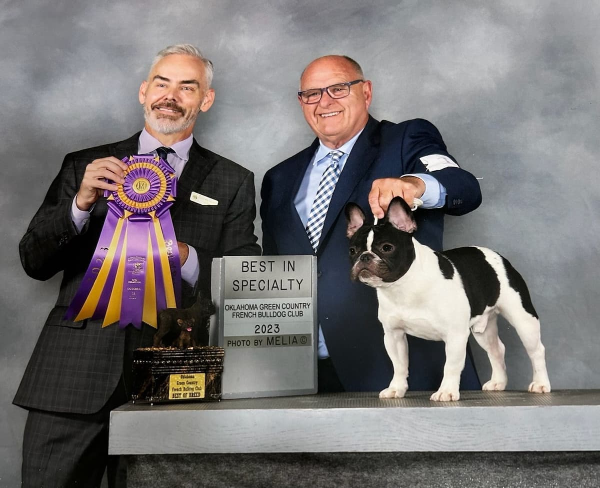 New York - 4x European Champion Sired French Bulldog Puppies breeder image 15