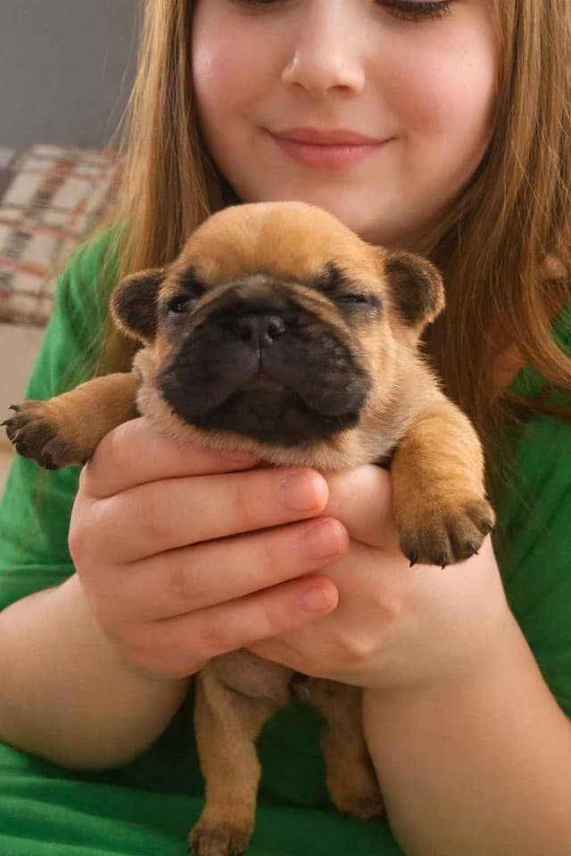 New York - 4x European Champion Sired French Bulldog Puppies media 2