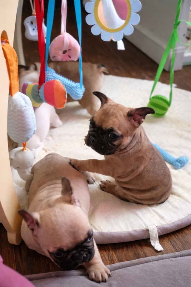 New York - 4x European Champion Sired French Bulldog Puppies media 3