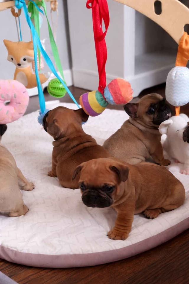 New York - 4x European Champion Sired French Bulldog Puppies media 4