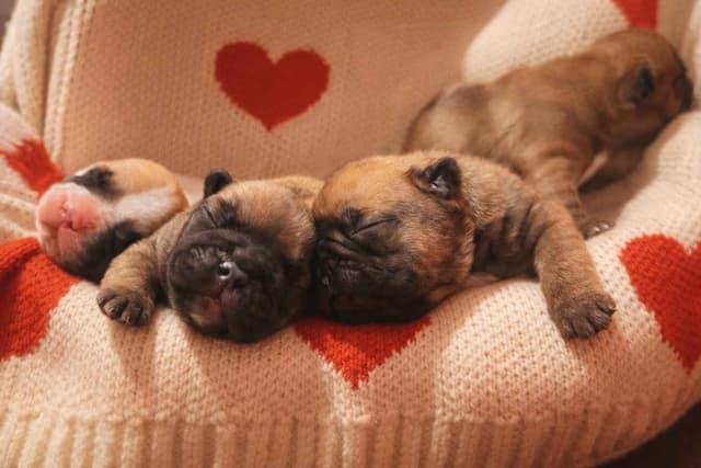 New York - 4x European Champion Sired French Bulldog Puppies media 6