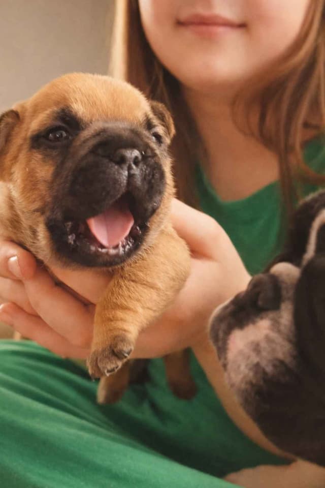 New York - 4x European Champion Sired French Bulldog Puppies media 9