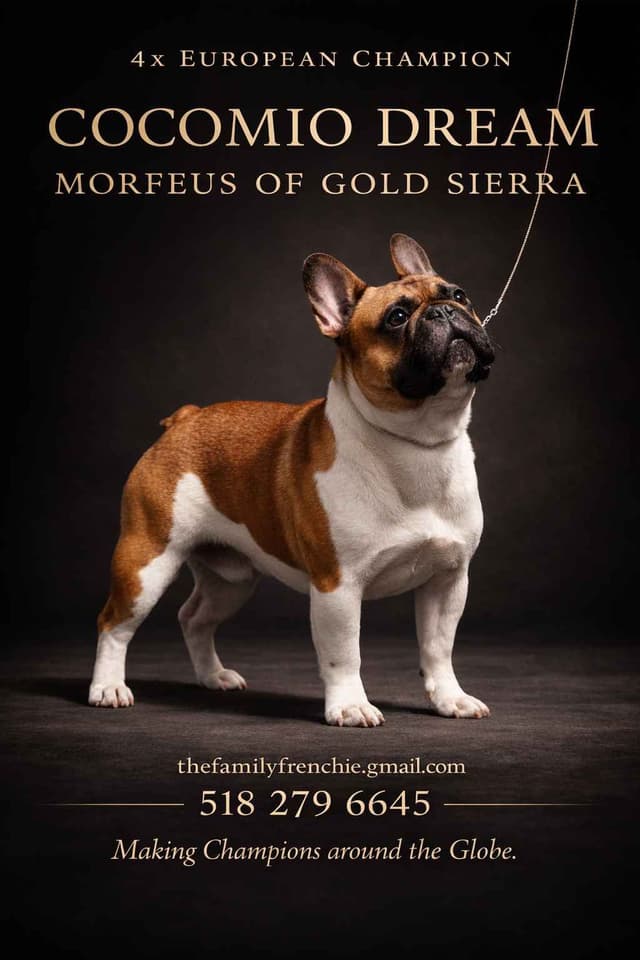 New York - 4x European Champion Sired French Bulldog Puppies media 10