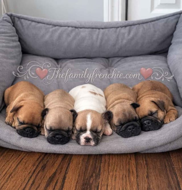 New York - 4x European Champion Sired French Bulldog Puppies media 11