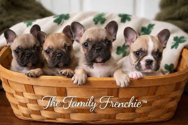 New York - 4x European Champion Sired French Bulldog Puppies media 12