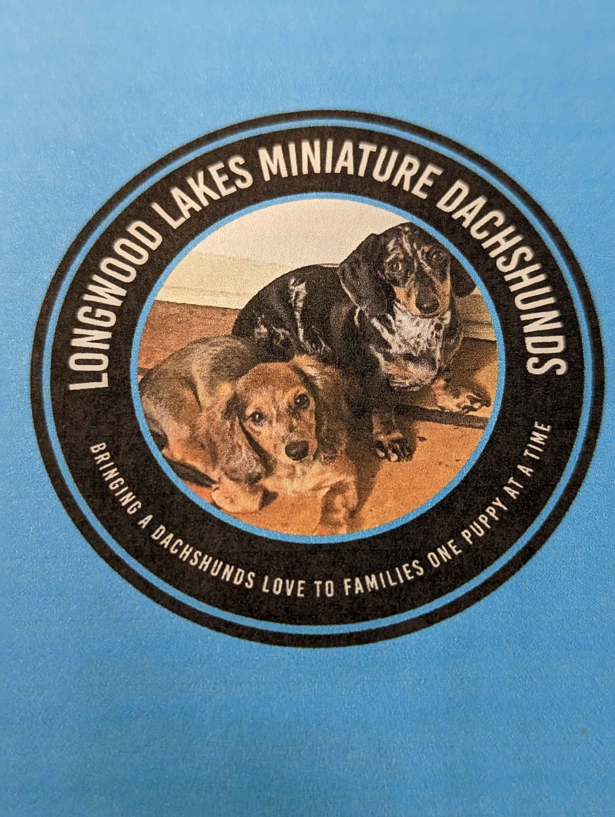 Miniature Chocolate and Miniature Red DachshundPuppies breeder image 1