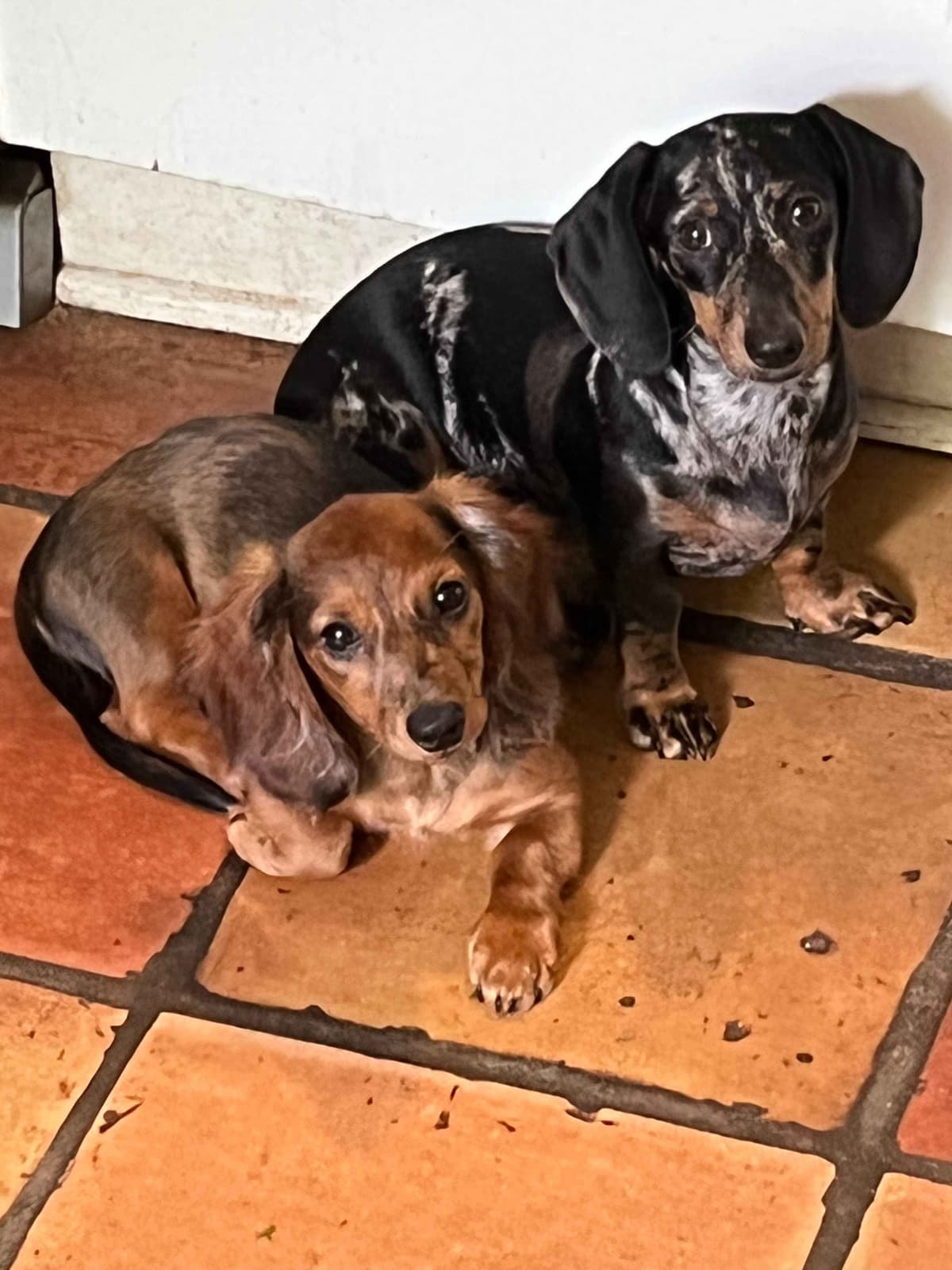 Miniature Chocolate and Miniature Red DachshundPuppies breeder image 5