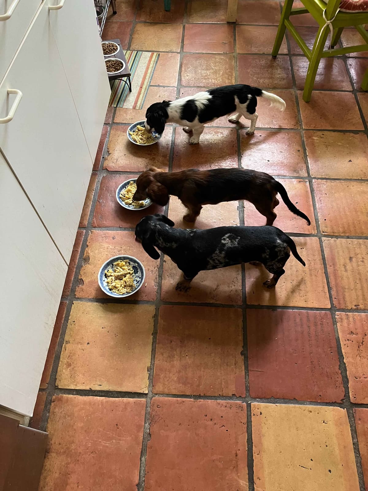 Miniature Chocolate and Miniature Red DachshundPuppies breeder image 6