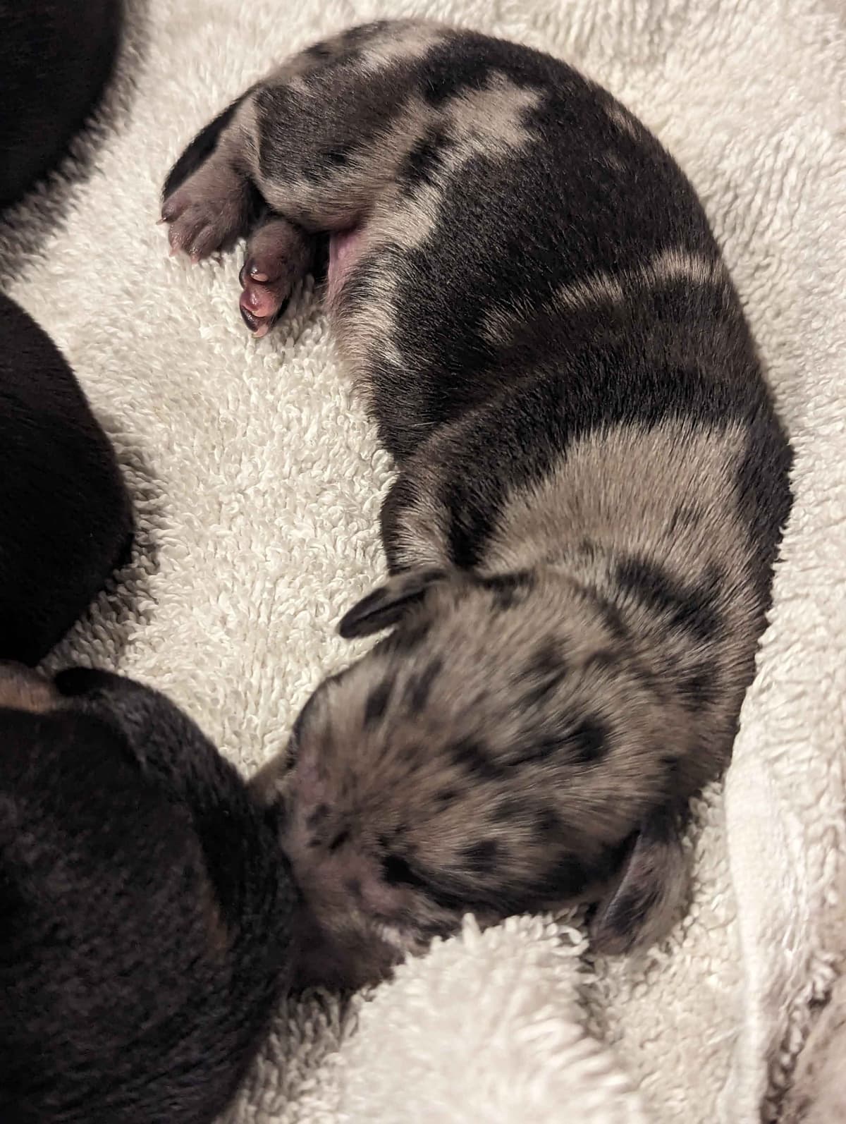 Miniature Chocolate and Miniature Red DachshundPuppies breeder image 9