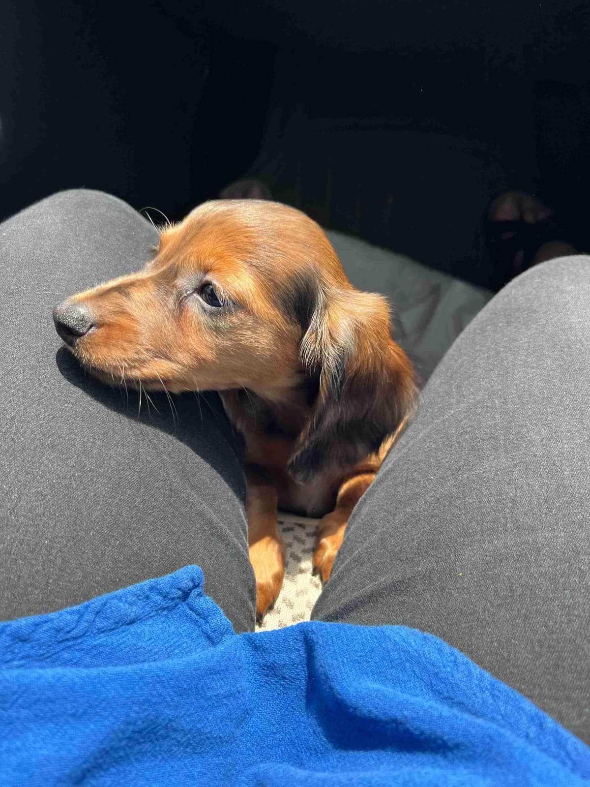 Miniature Chocolate and Miniature Red DachshundPuppies breeder image 10