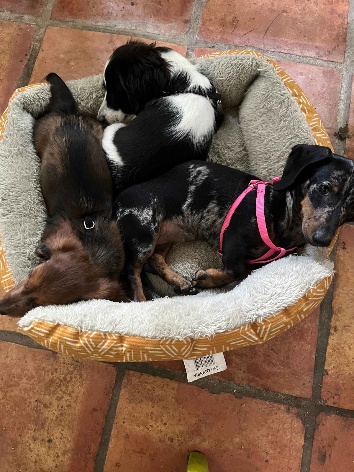 Miniature Chocolate and Miniature Red DachshundPuppies breeder image 11