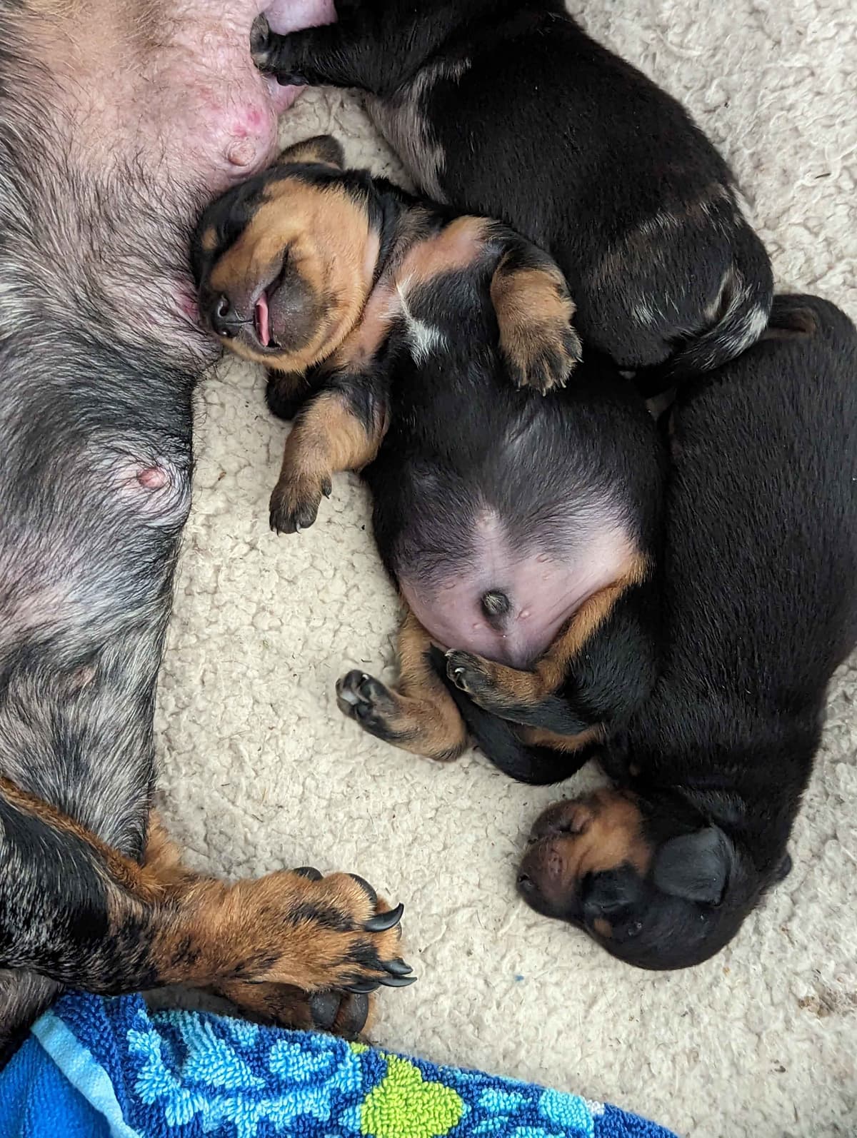 Miniature Chocolate and Miniature Red DachshundPuppies breeder image 12