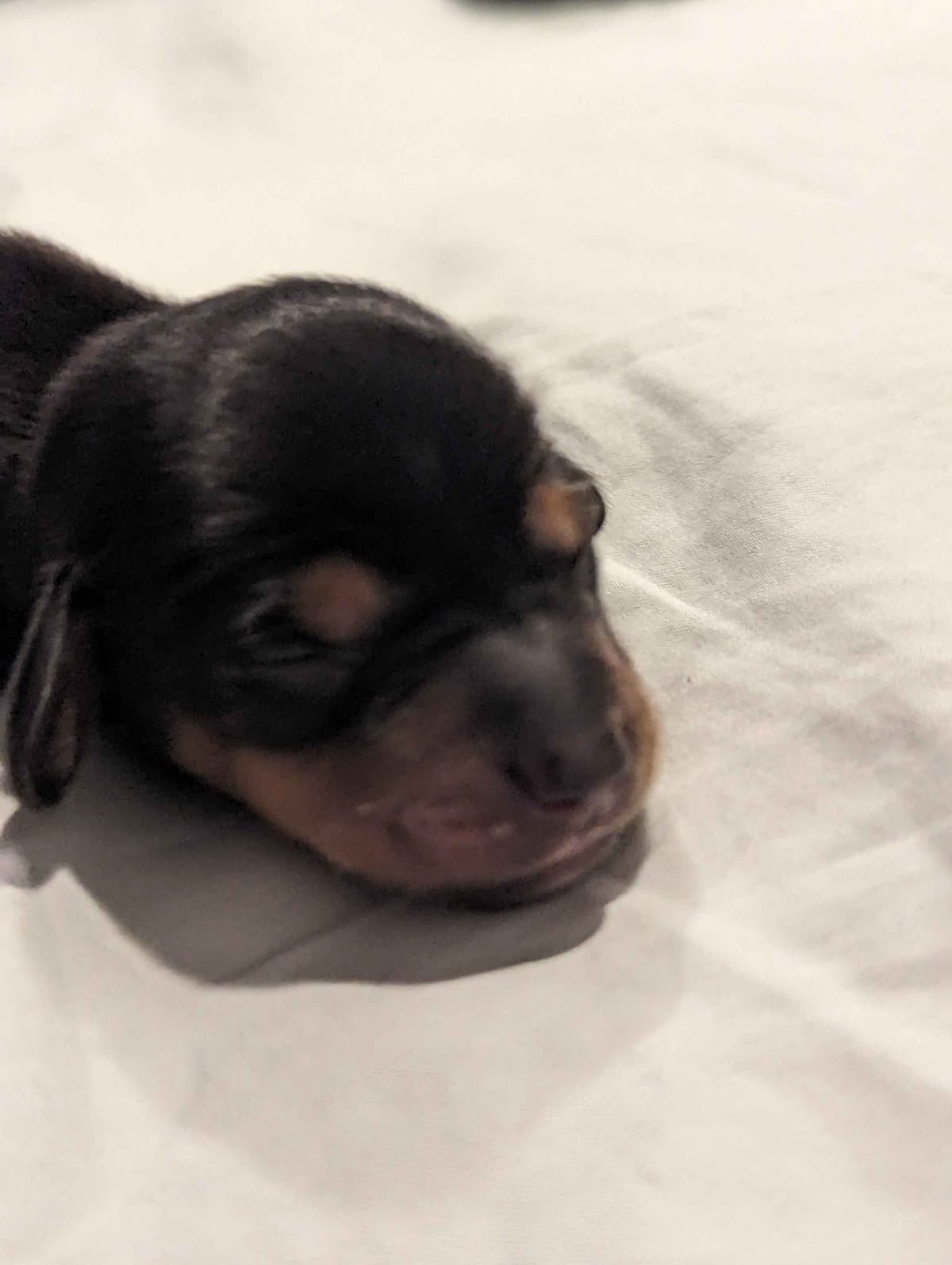 Miniature Chocolate and Miniature Red DachshundPuppies breeder image 16