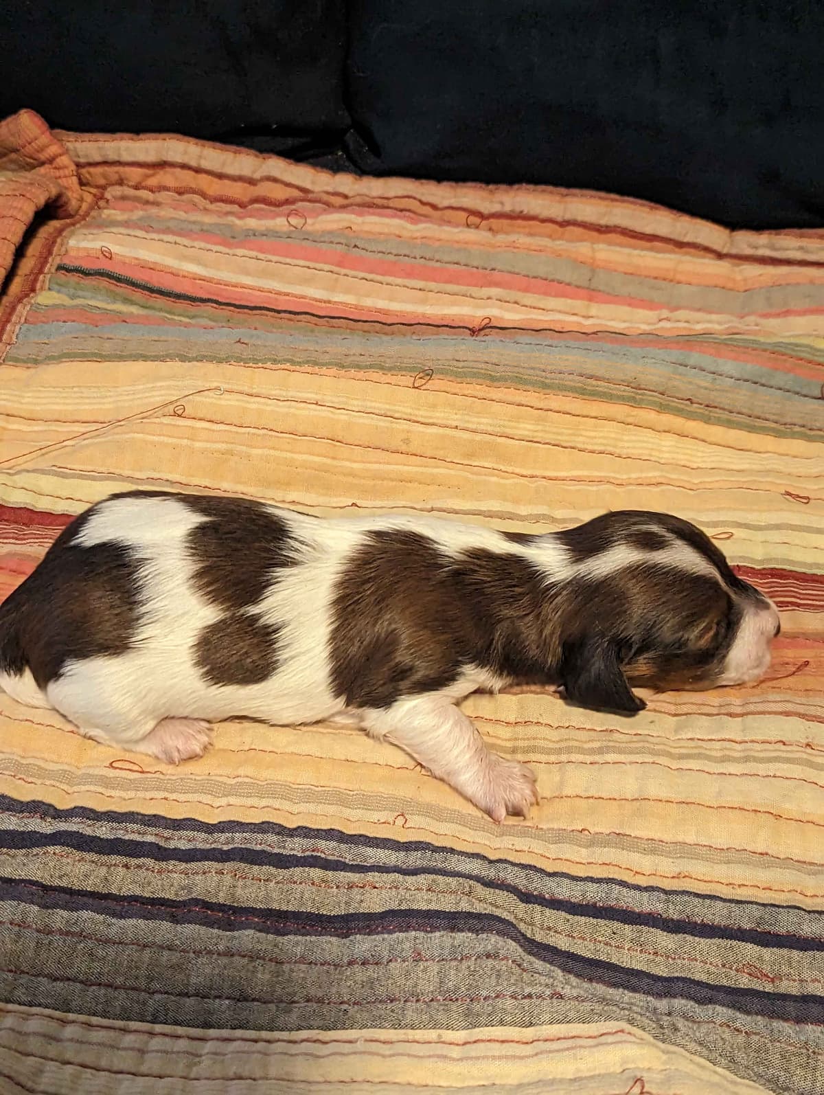 Miniature Chocolate and Miniature Red DachshundPuppies breeder image 17