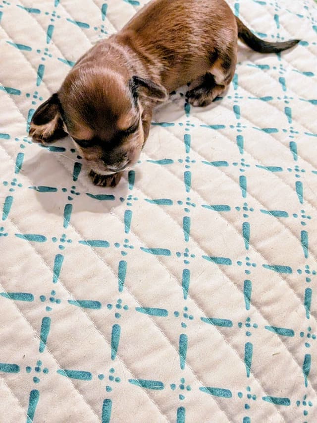 Miniature Chocolate and Miniature Red DachshundPuppies media 2