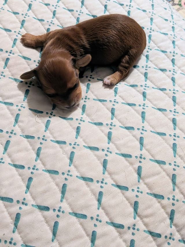 Miniature Chocolate and Miniature Red DachshundPuppies media 7