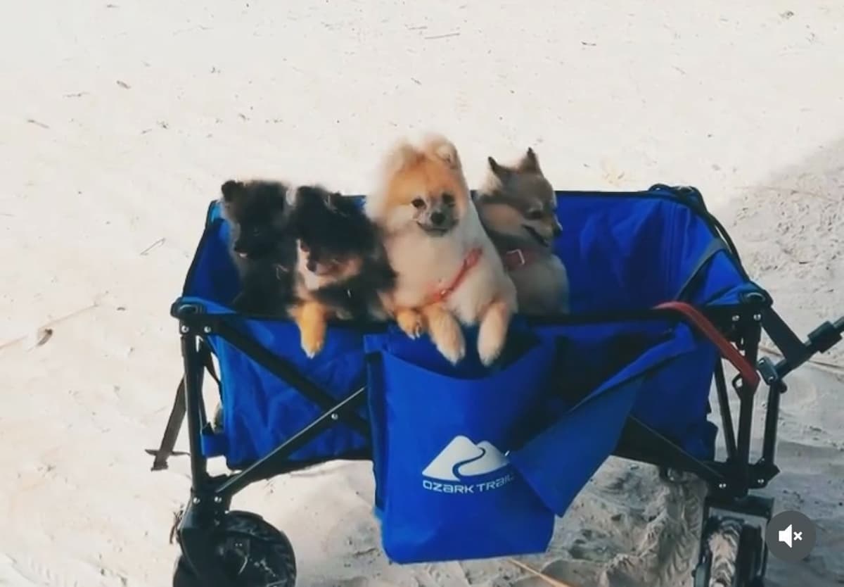 Pomeranian Puppies Champion Bloodline breeder image 1