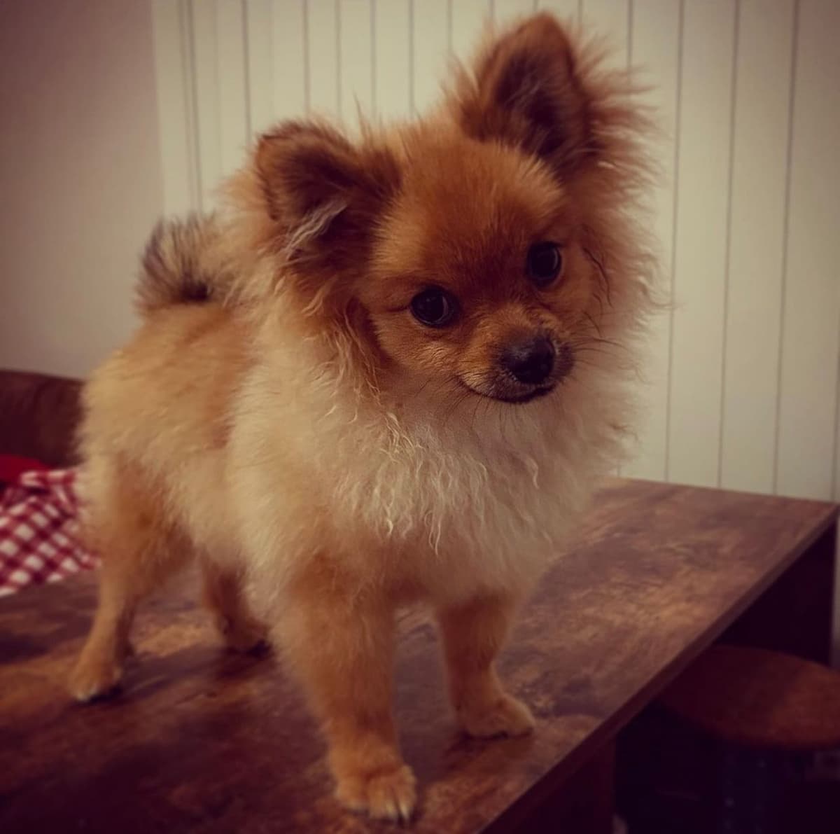 Pomeranian Puppies Champion Bloodline breeder image 2
