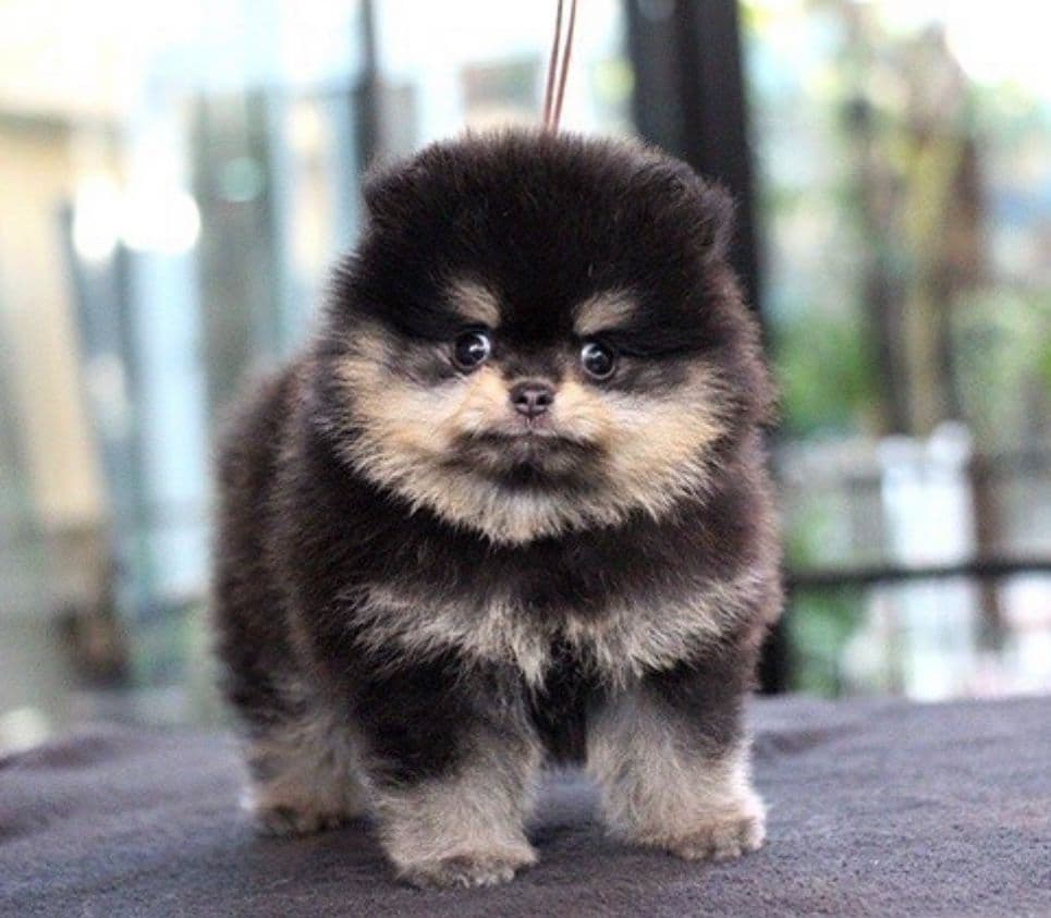 Pomeranian Puppies Champion Bloodline breeder image 3
