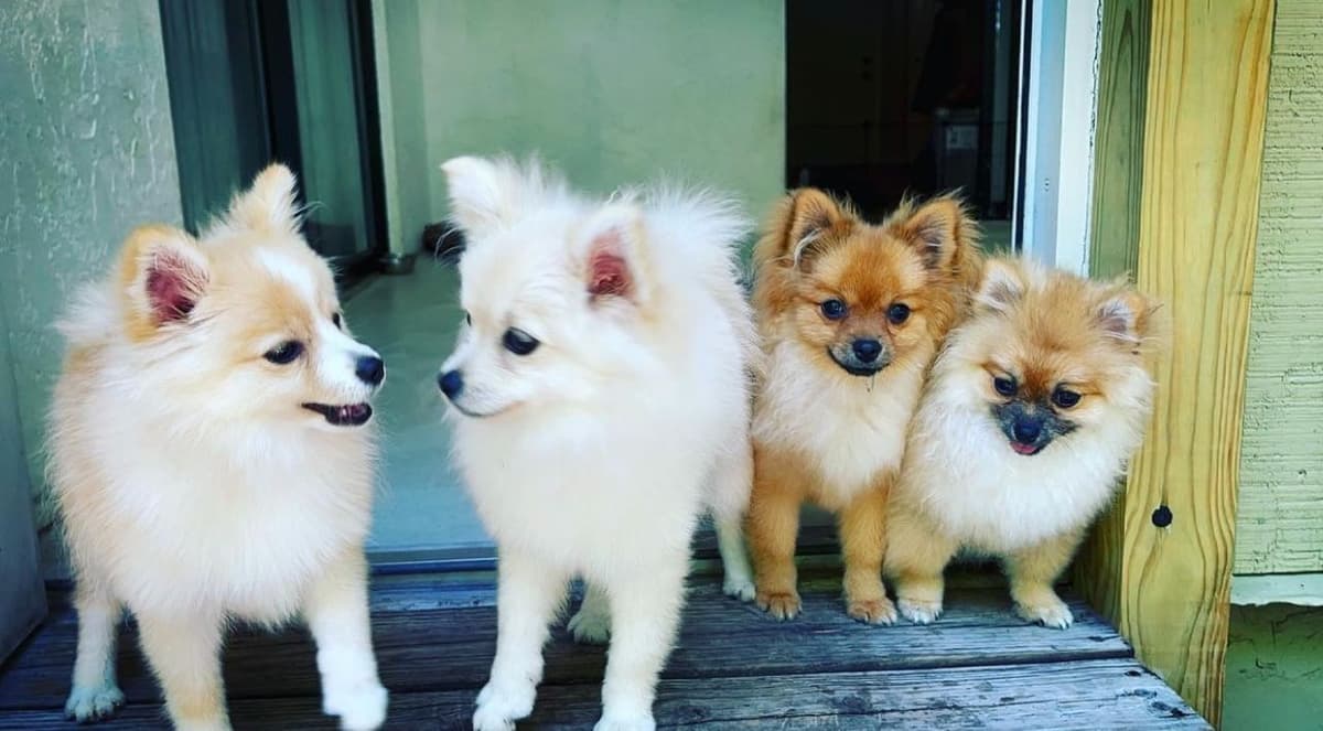 Pomeranian Puppies Champion Bloodline breeder image 4