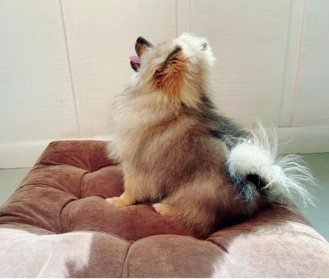 Pomeranian Puppies Champion Bloodline breeder image 5