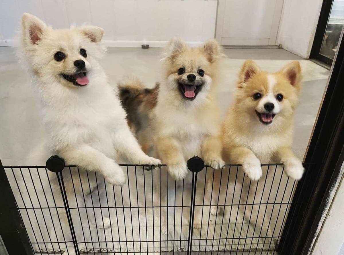 Pomeranian Puppies Champion Bloodline breeder image 6