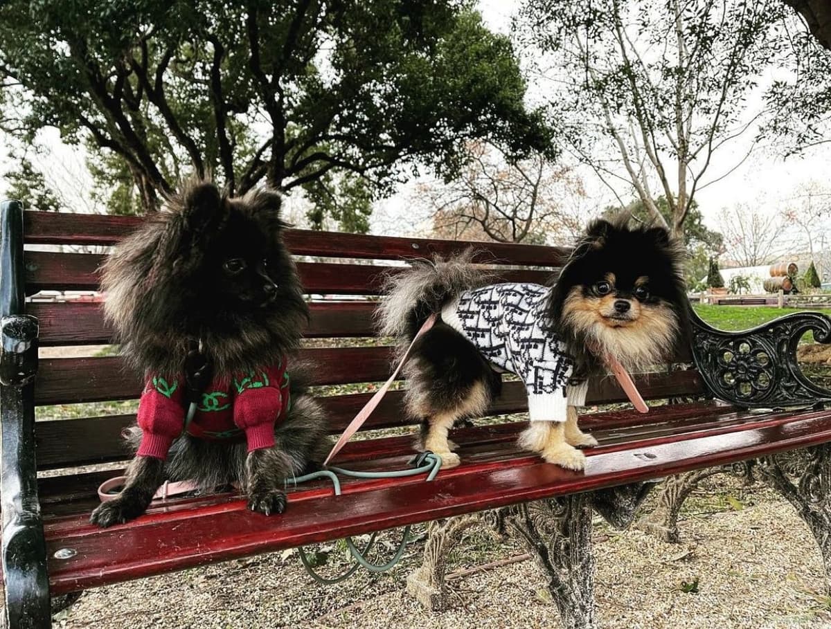 Pomeranian Puppies Champion Bloodline breeder image 7