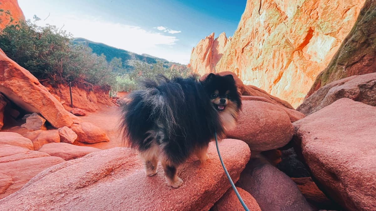 Pomeranian Puppies Champion Bloodline breeder image 8