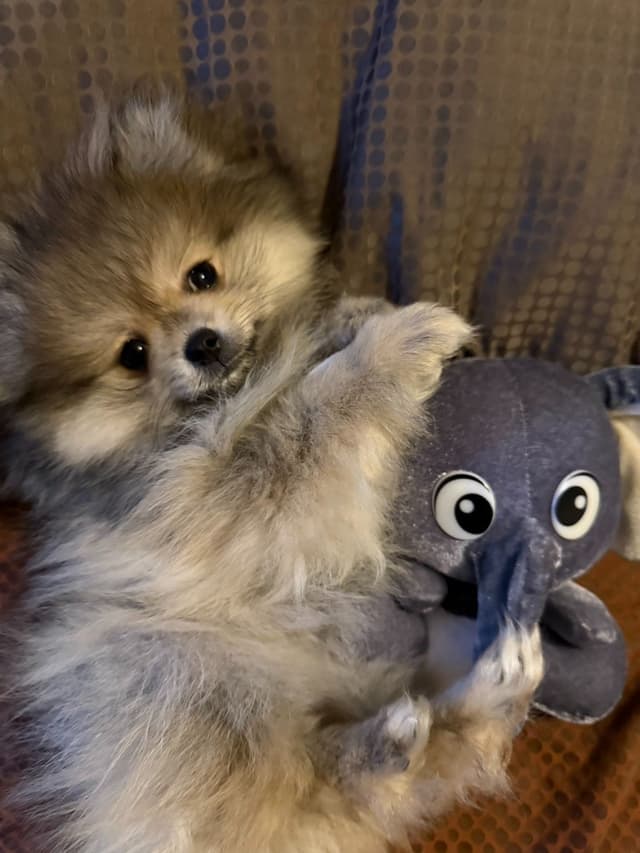 Pomeranian Puppies Champion Bloodline media 4
