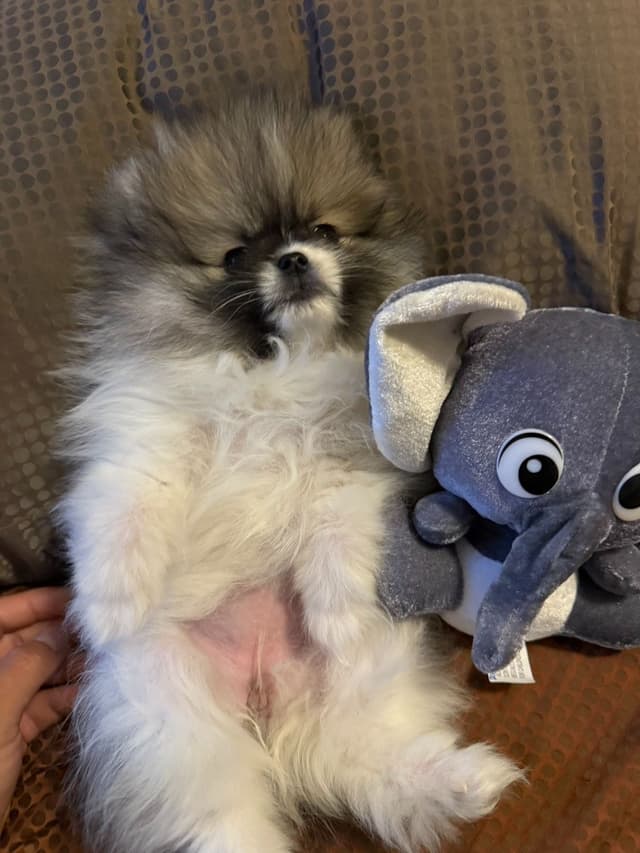 Pomeranian Puppies Champion Bloodline media 2