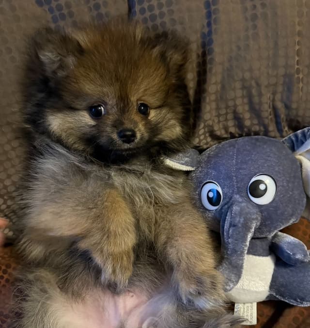 Pomeranian Puppies Champion Bloodline media 3