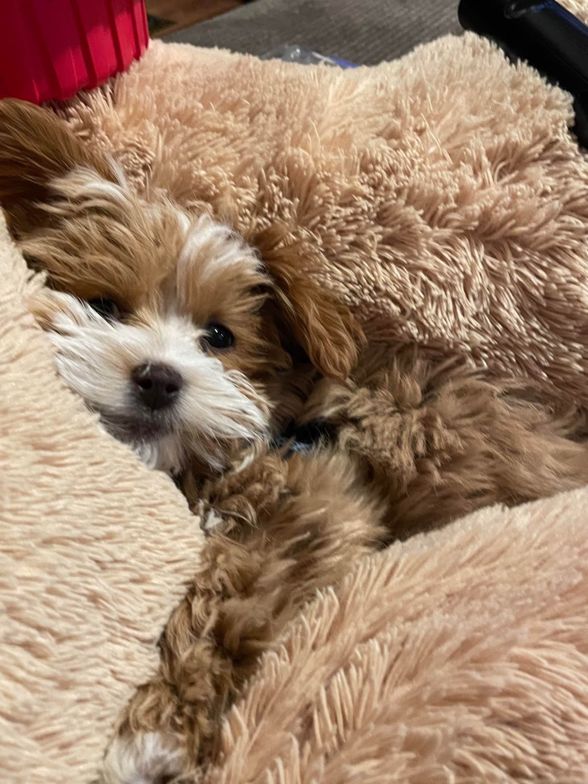 Havanese Puppies breeder image 2