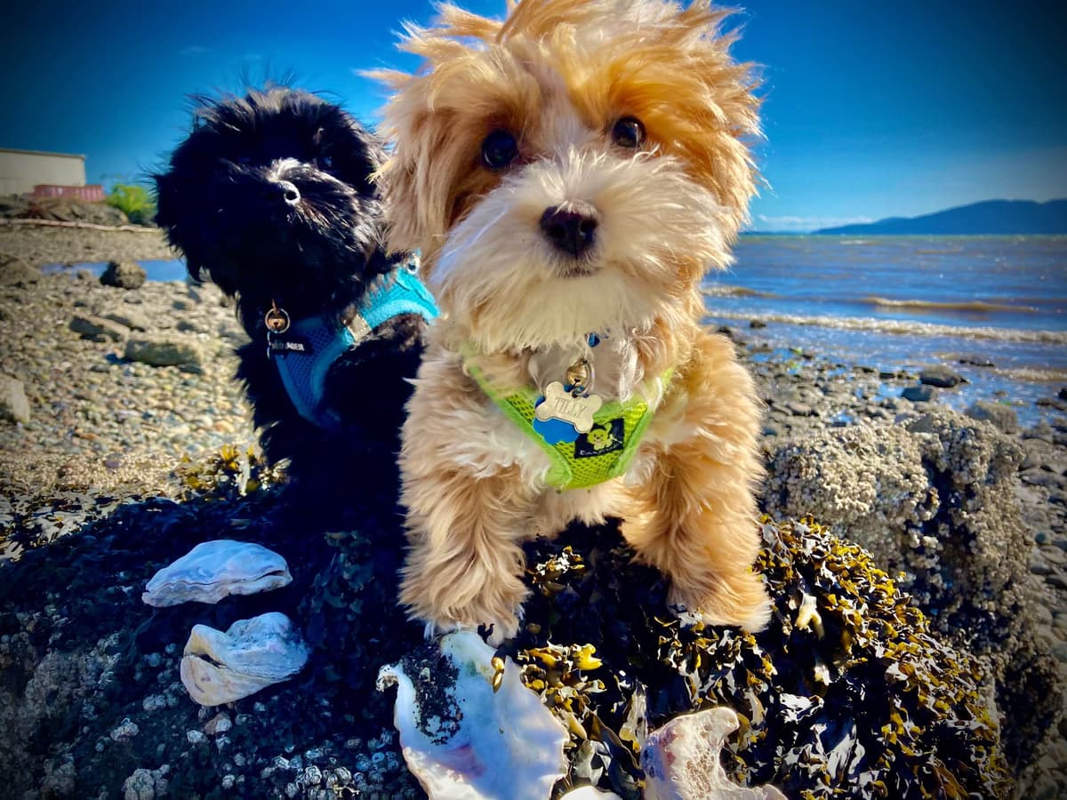 Havanese Puppies breeder image 1