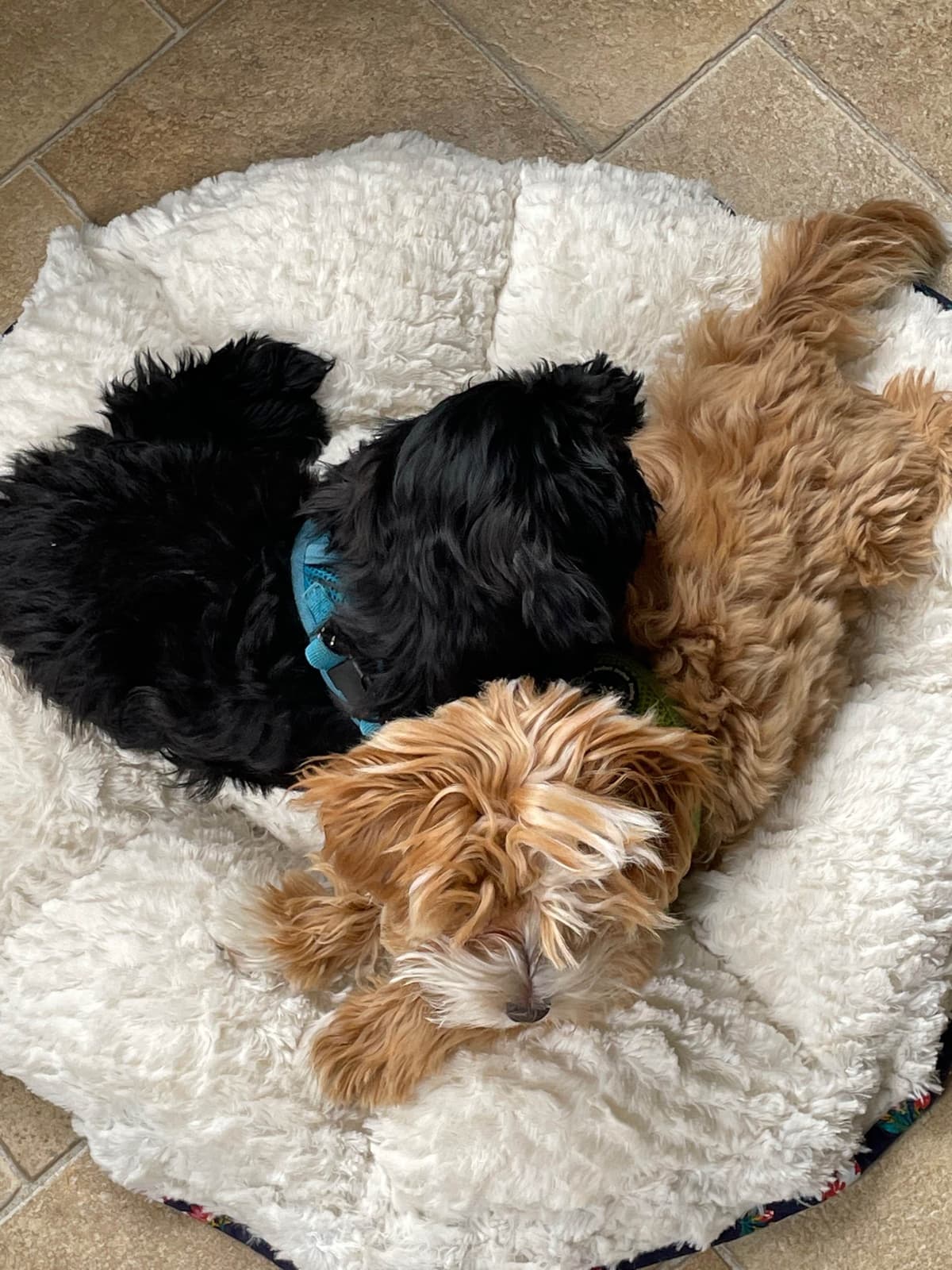 Havanese Puppies breeder image 5