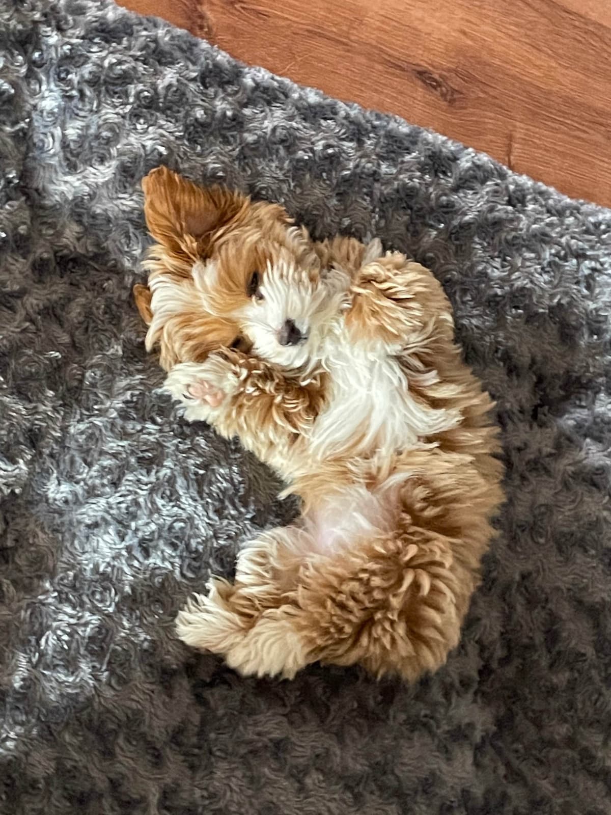 Havanese Puppies breeder image 4
