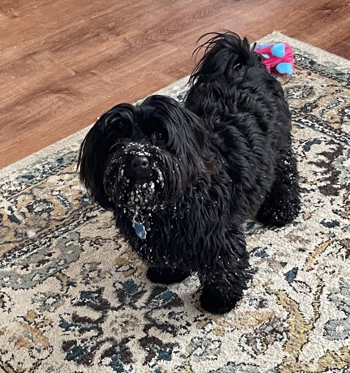 Havanese Puppies breeder image 3