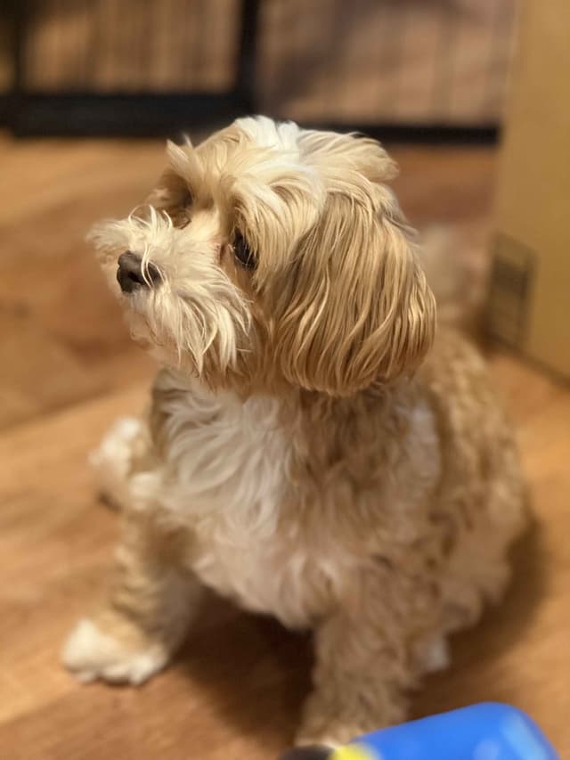 Havanese Puppies media 7