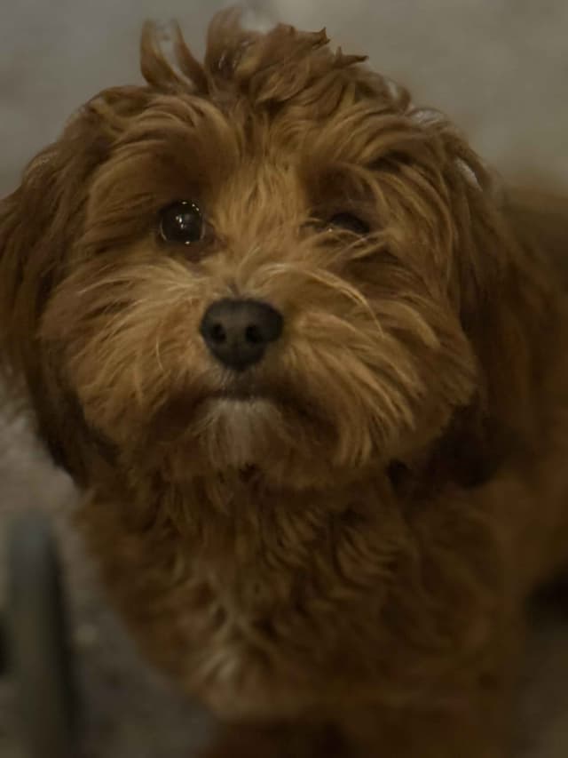 Havanese Puppies media 6