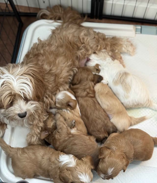 Havanese Puppies media 5