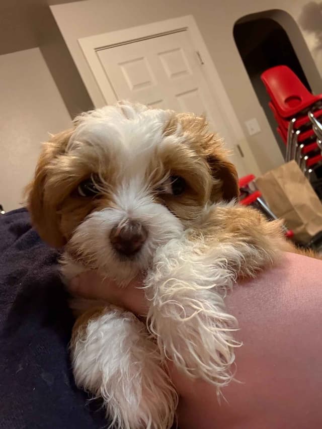 Havanese Puppies media 8