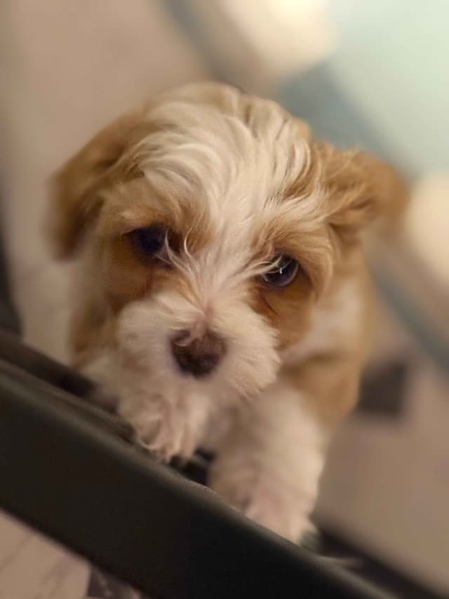 Havanese Puppies media 10