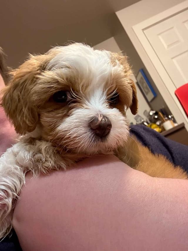 Havanese Puppies media 9