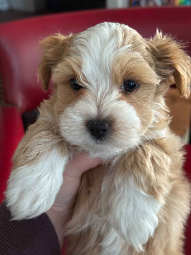 Havanese Puppies media 12