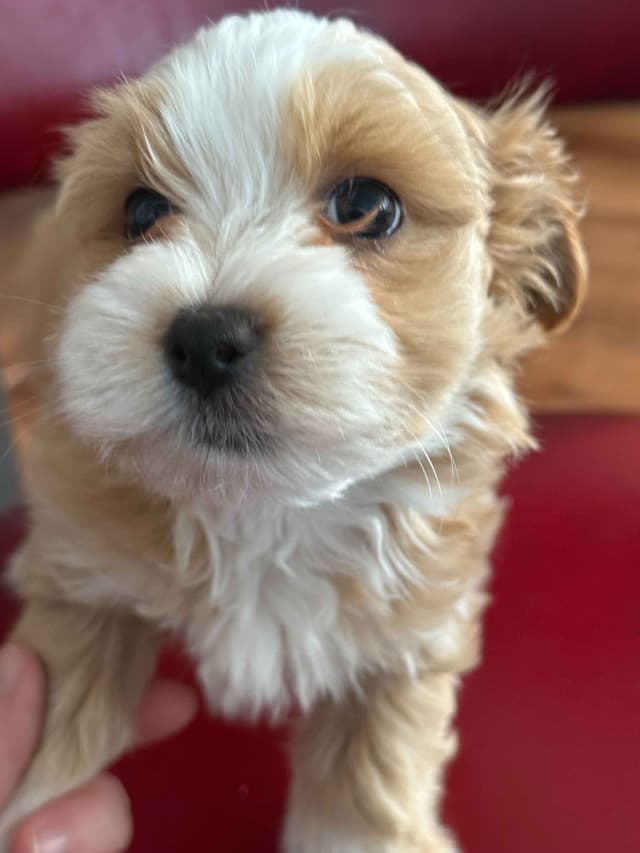 Havanese Puppies media 11