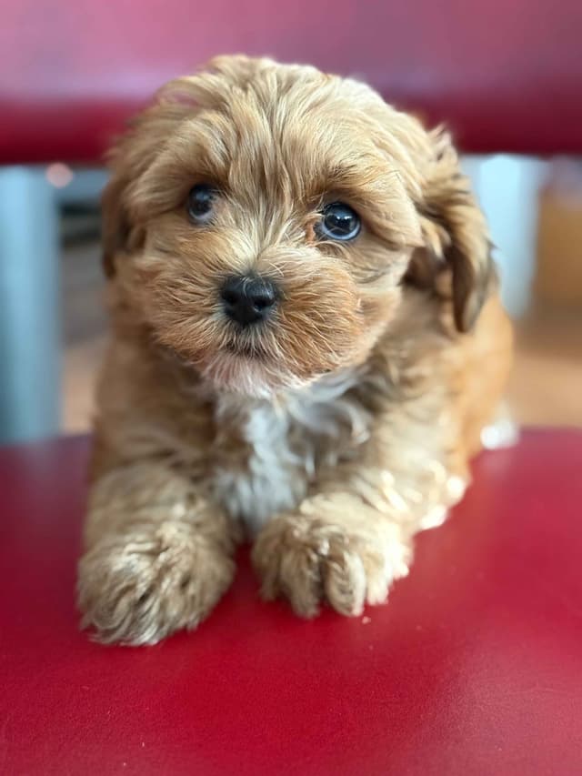 Havanese Puppies media 13