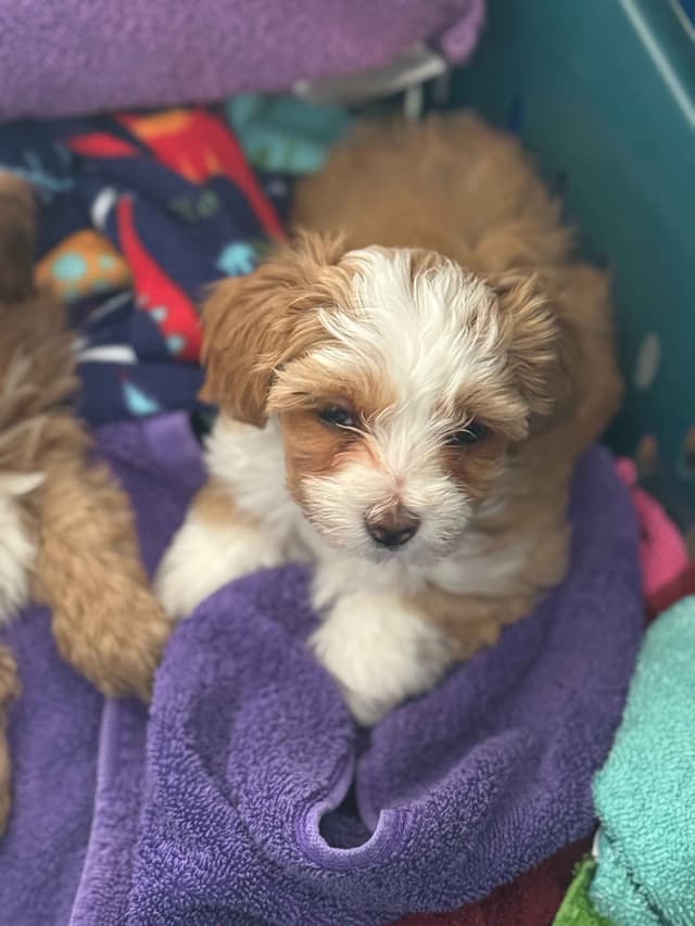 Havanese Puppies media 4