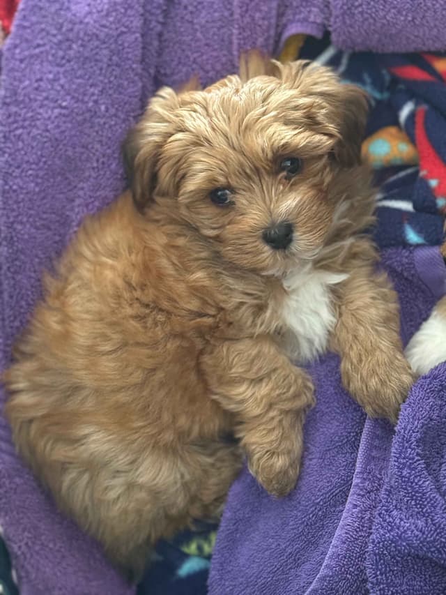 Havanese Puppies media 3