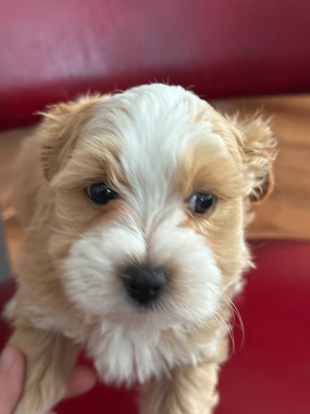 Havanese Puppies media 16