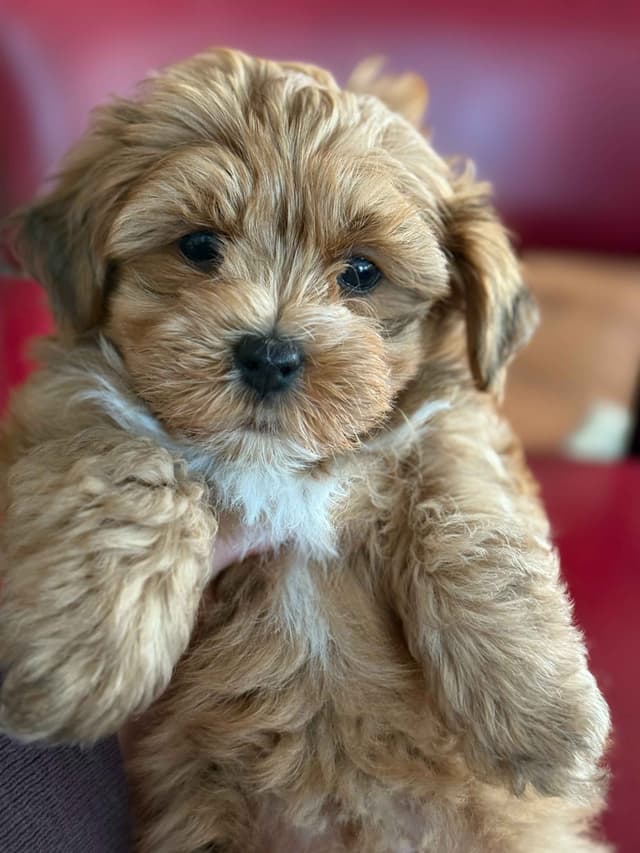 Havanese Puppies media 14